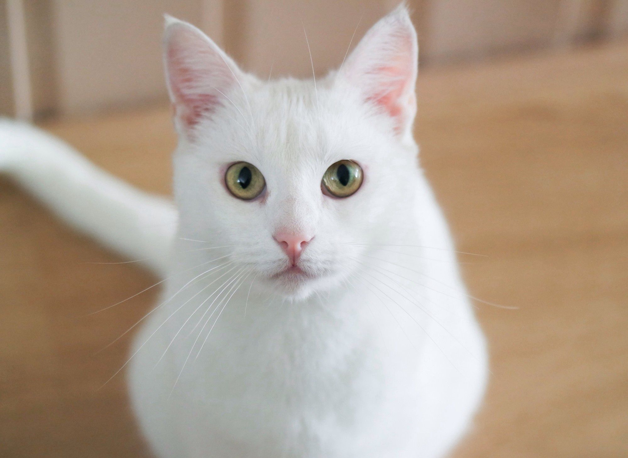 White Cat